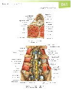 Sobotta  Atlas of Human Anatomy  Trunk, Viscera,Lower Limb Volume2 2006, page 48